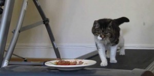cat-want-food-cat-dont-get-food-644x320